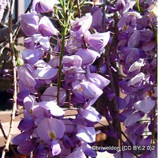 wisteria-sinensis-briweldon-cc-by-2.0-2.jpg