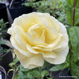 Rose 'Arthur Bell' (Floribunda) 7.5ltr