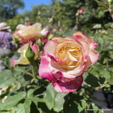 Rose 'Double Delight' (Hybrid Tea) 7.5ltr