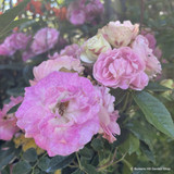 Rose 'Pearl Anniversary' (Patio Rose) 7.5ltr