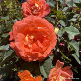 Rose 'Super Trouper' (Floribunda) 7.5ltr