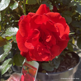 Rose 'Trumpeter' (Floribunda) 7.5ltr