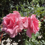 Rose 'You're Beautiful' (Floribunda) 7.5ltr