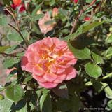 Rose 'Honey Bunch' (Patio Rose) 7.5ltr