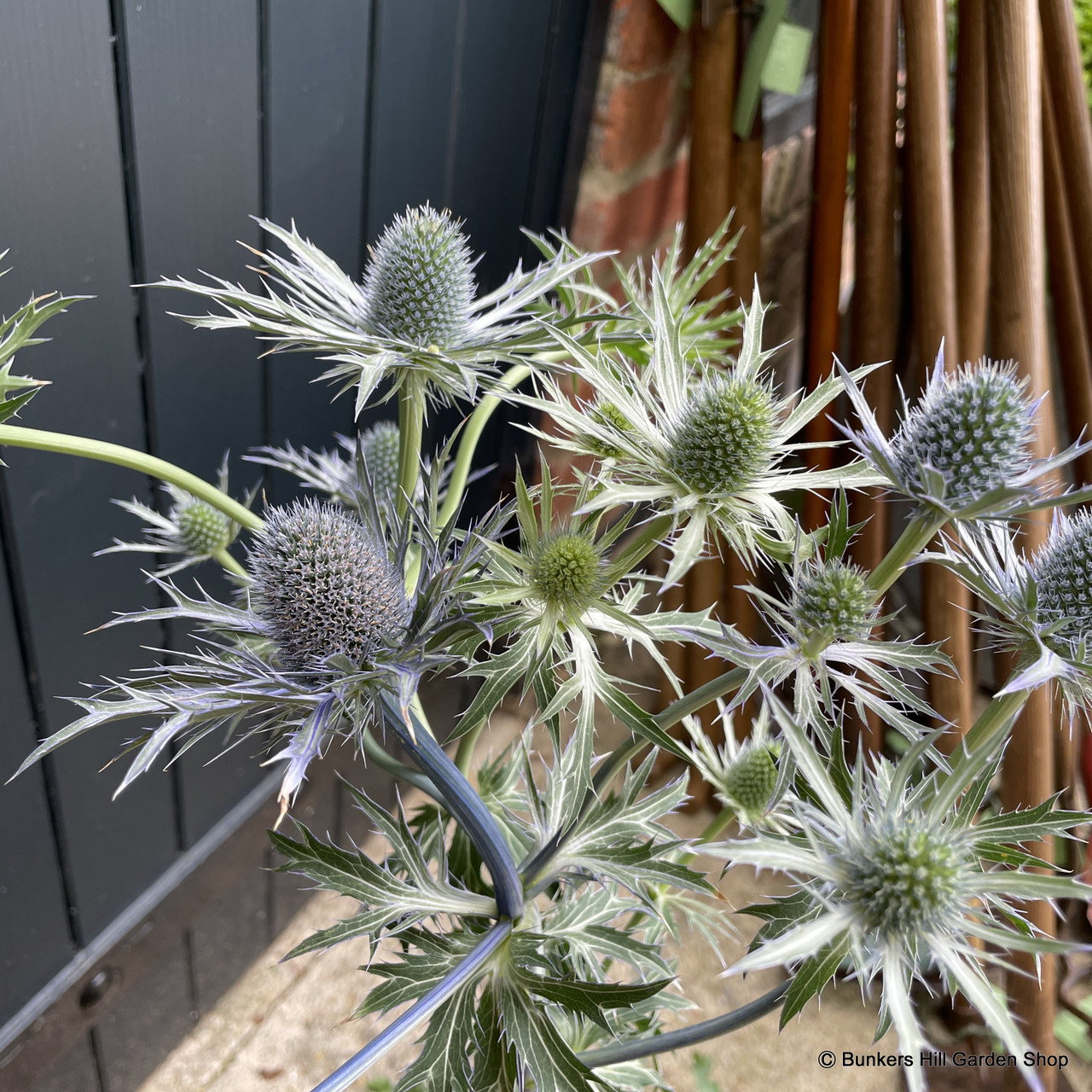 Eryngium 'Zabelii Violetta' 3L Bunkers Hill Plant Nursery