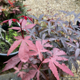 Acer 'Little Red' (p19)