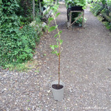 Viburnum lantana (Wayfaring Tree) 60-90cm 3ltr Pot