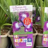 Iris sibirica 'Currier' - 3ltr pot