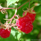 Raspberry 'Polka' - (Potted)