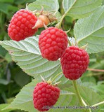 Raspberry 'Malling Admiral' - (Potted)