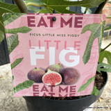 Ficus carica 'Little Miss Figgy' (Fig)