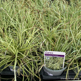 Carex 'Evergold' (Grass)
