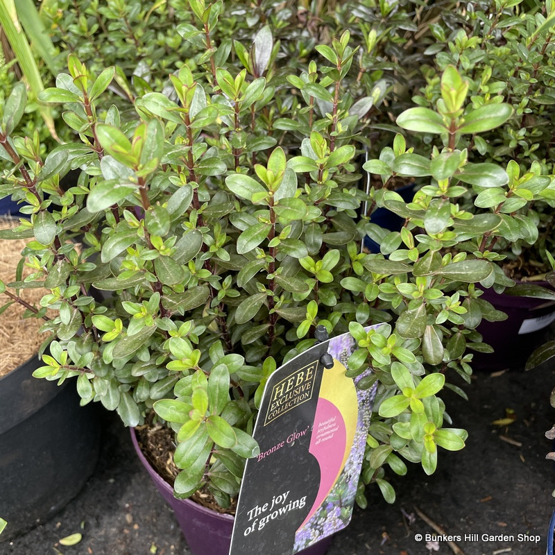 Hebe 'Bronze Glow' Bunkers Hill Plant Nursery