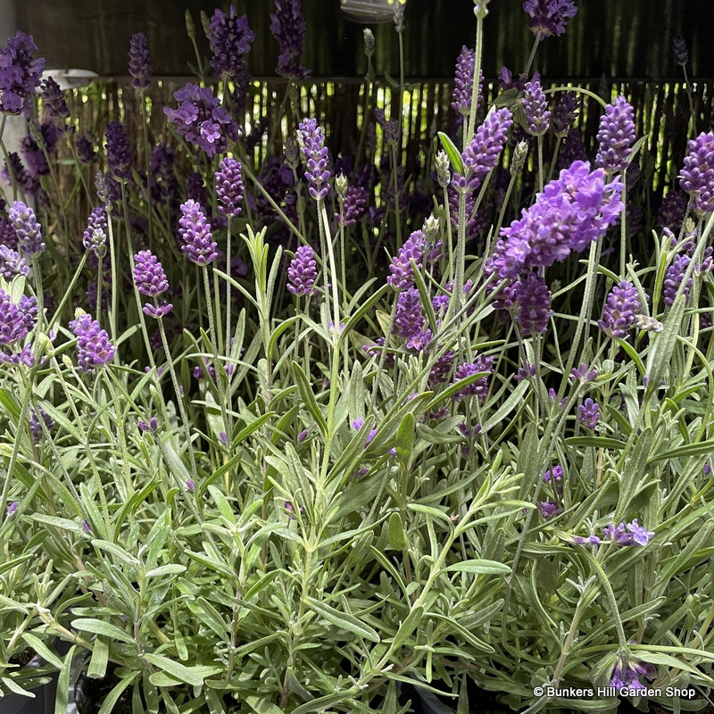 Lavender 'Ellagance Purple' 3L Bunkers Hill Plant Nursery