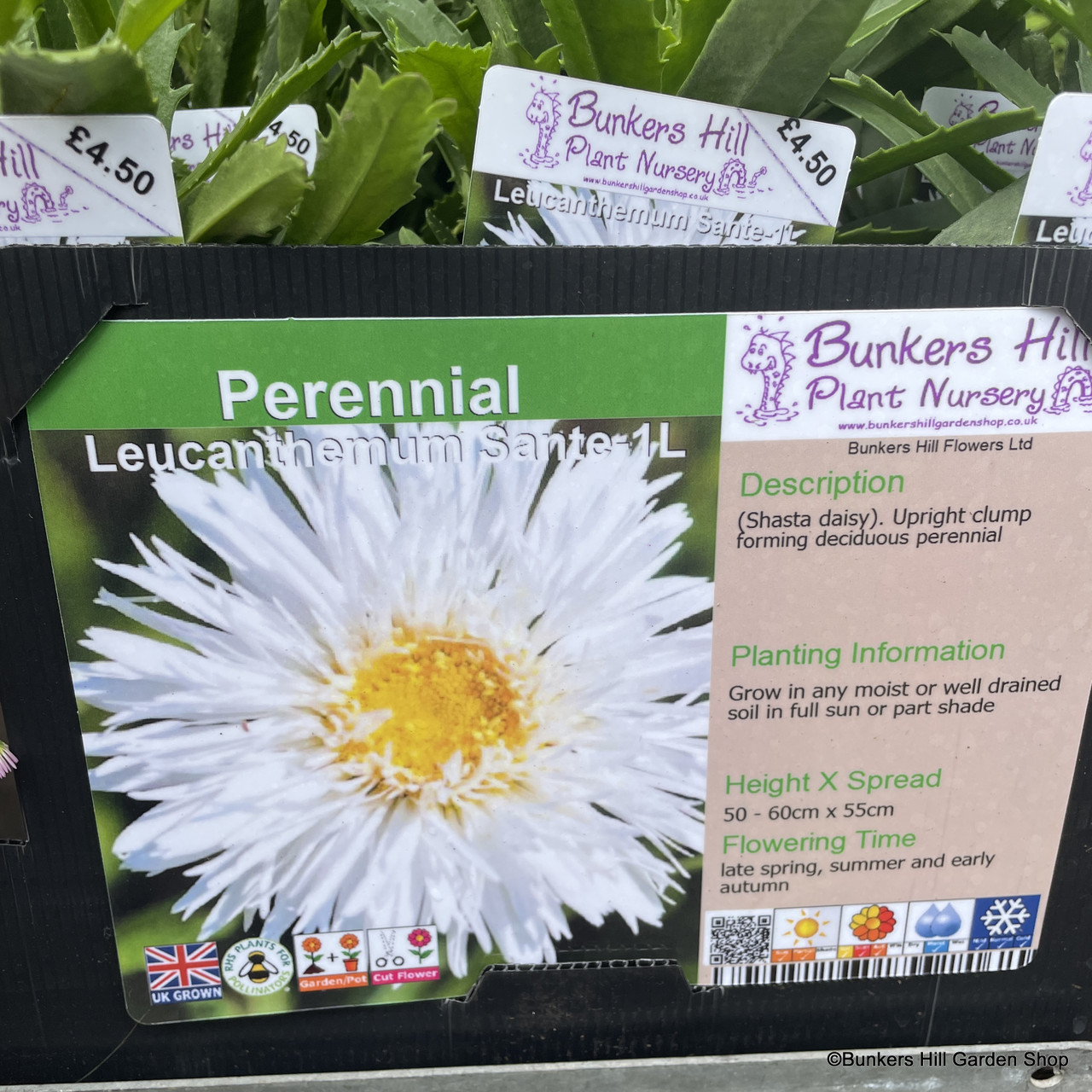Leucanthemum Sante 1ltr pot Bunkers Hill Plant Nursery