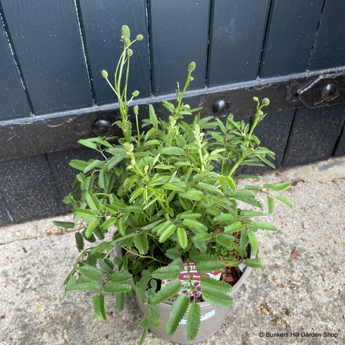 Sanguisorba 'Proud Mary' 3L Bunkers Hill Plant Nursery
