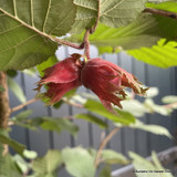Corylus maxima 'Rote Zellernus' (Red-leafed hazel) 30L