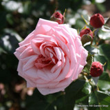 Bonica - Shrub Rose (Potted)