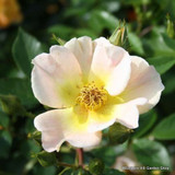 Fruhlingsgold - Shrub Rose (Potted)