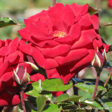 Madrigal - Shrub Rose (Potted)