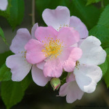 Smarty - Shrub Rose (Potted)