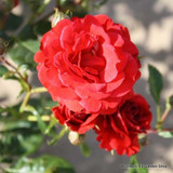 Paul's Scarlet - Climbing Rose (Potted)