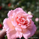 Valentine Heart - Floribunda (Potted Rose)