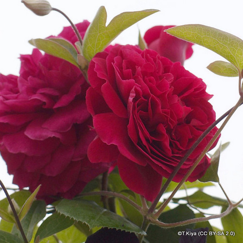 Tess Of The D Urbervilles Bunkers Hill Plant Nursery