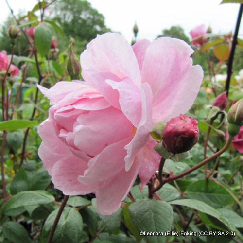 Mortimer Sackler David Austin Bunkers Hill Plant Nursery