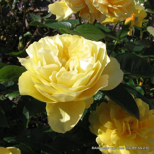 The Poet's Wife - Bunkers Hill Plant Nursery