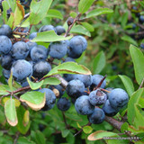 Prunus spinosa - Blackthorn
