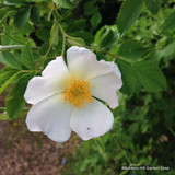 25 x Rosa rugosa 'Alba' (White Hedgehog Rose) 40-60cm bare root