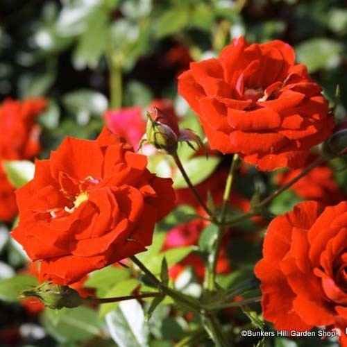 Fragrant Cloud Climbing Rose Bunkers Hill Plant Nursery