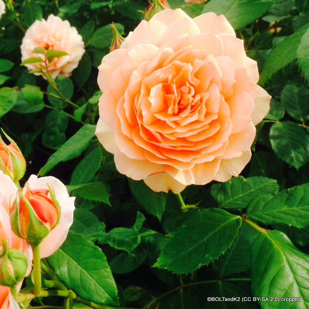 Dame Judi Dench Bunkers Hill Plant Nursery