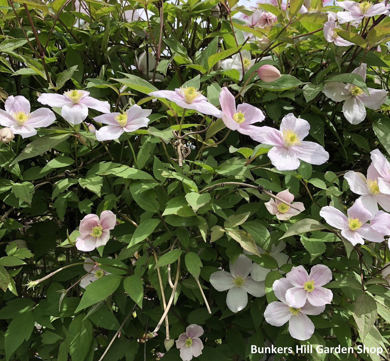 Clematis 'Pink Perfection' - 5ft on trelis - Bunkers Hill ...