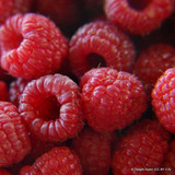Raspberry 'Autumn Bliss'