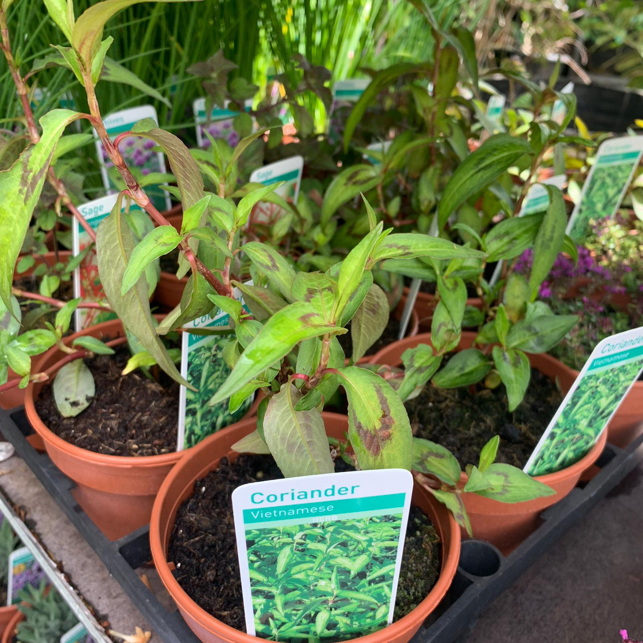 Coriander, Vietnamese (11cm) Bunkers Hill Plant Nursery