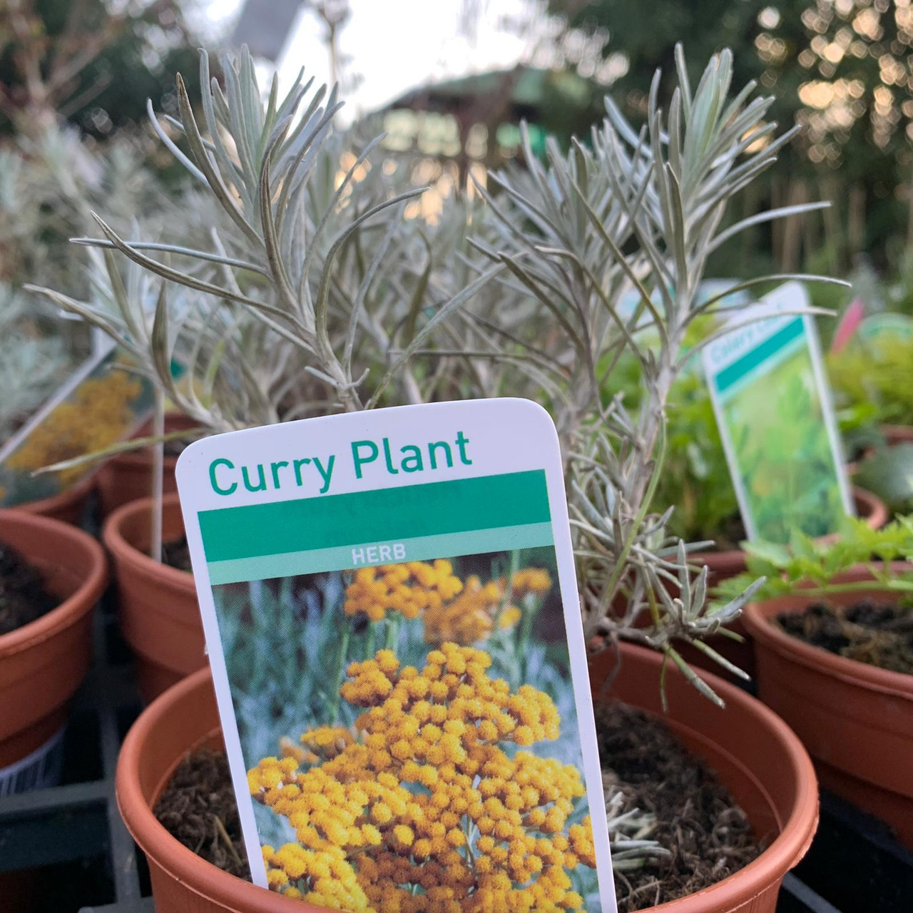 Curry plant (11cm) Bunkers Hill Plant Nursery Curry plant (11cm) Bunkers Hill Plant Nursery