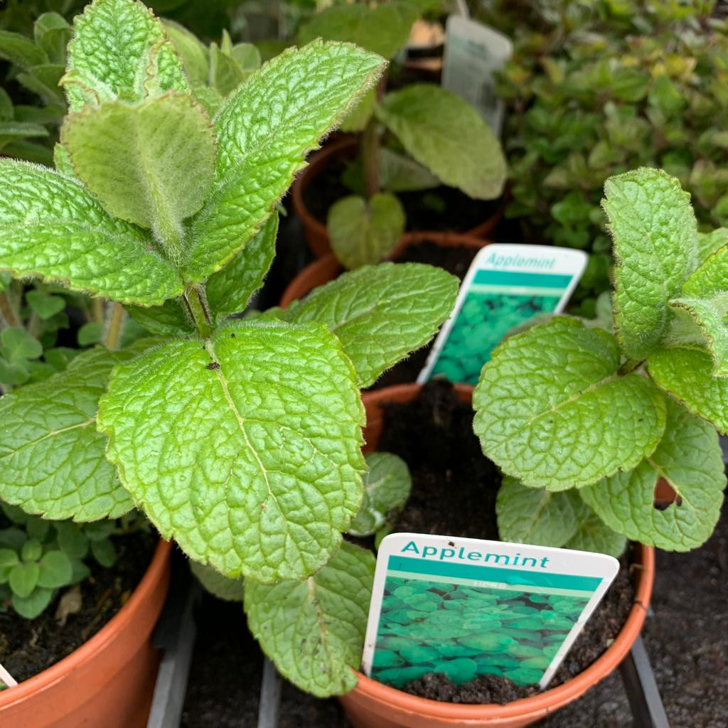Mint Apple (11cm) Bunkers Hill Plant Nursery