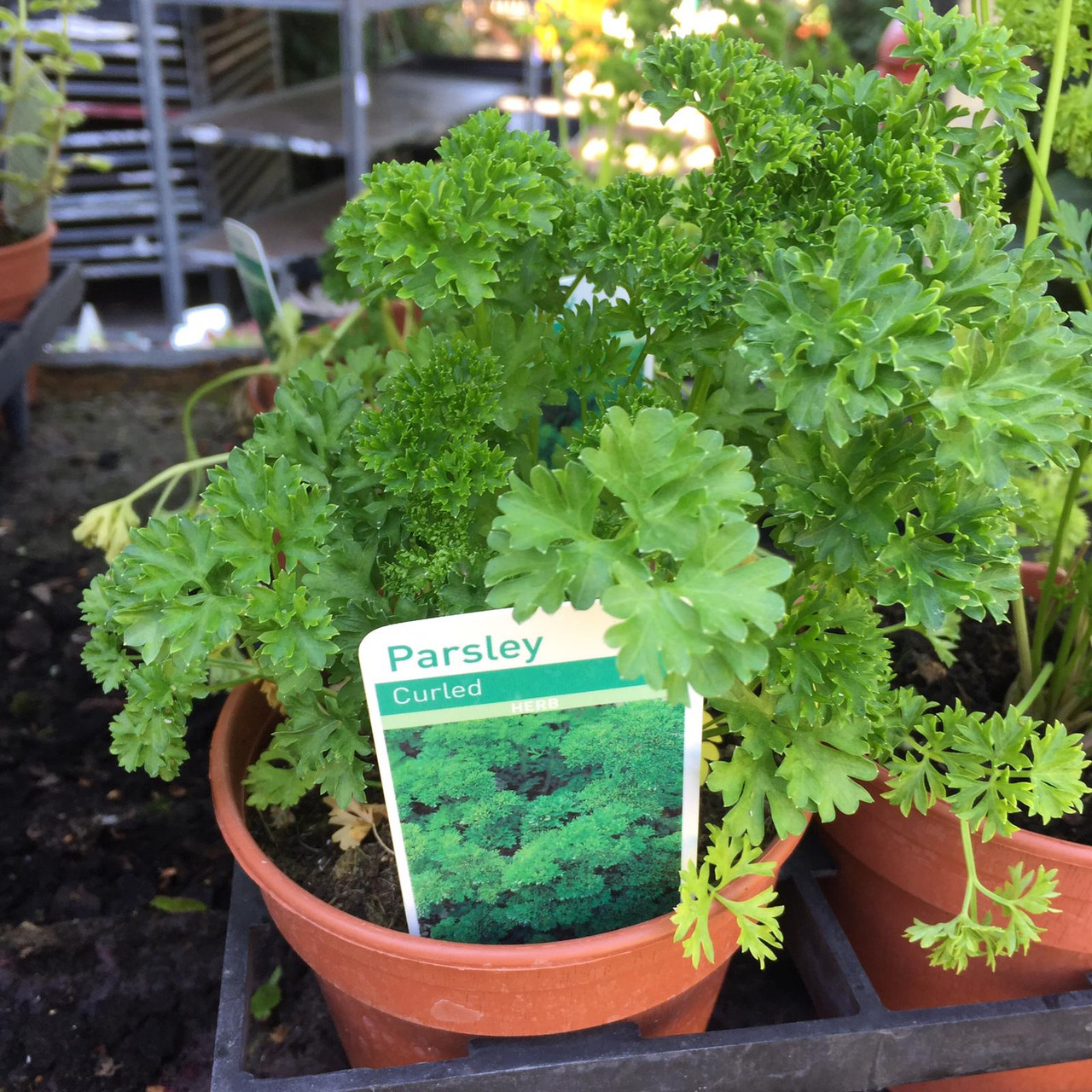 Parsley Curled (11cm) Bunkers Hill Plant Nursery