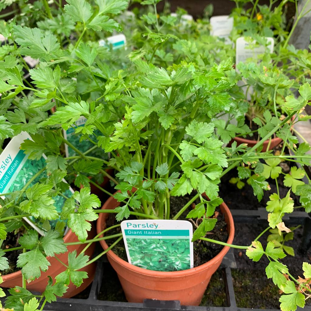 Parsley, Giant Italian (Petroselinum hortense 'Giant Italian') 11cm pot