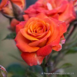 Orange Sunblaze - Climbing Rose