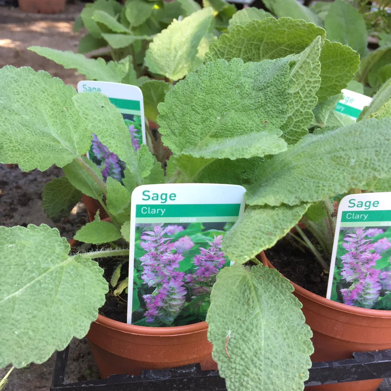 Clary Sage (11cm) Bunkers Hill Plant Nursery