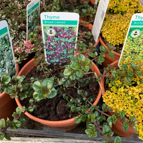 Thyme Broadleaf (11cm) Bunkers Hill Plant Nursery