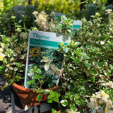 Thyme Foxley (11cm)