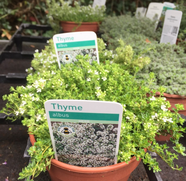 Thyme Creeping White (11cm) Bunkers Hill Plant Nursery Thyme Creeping White (11cm) Bunkers Hill Plant Nursery