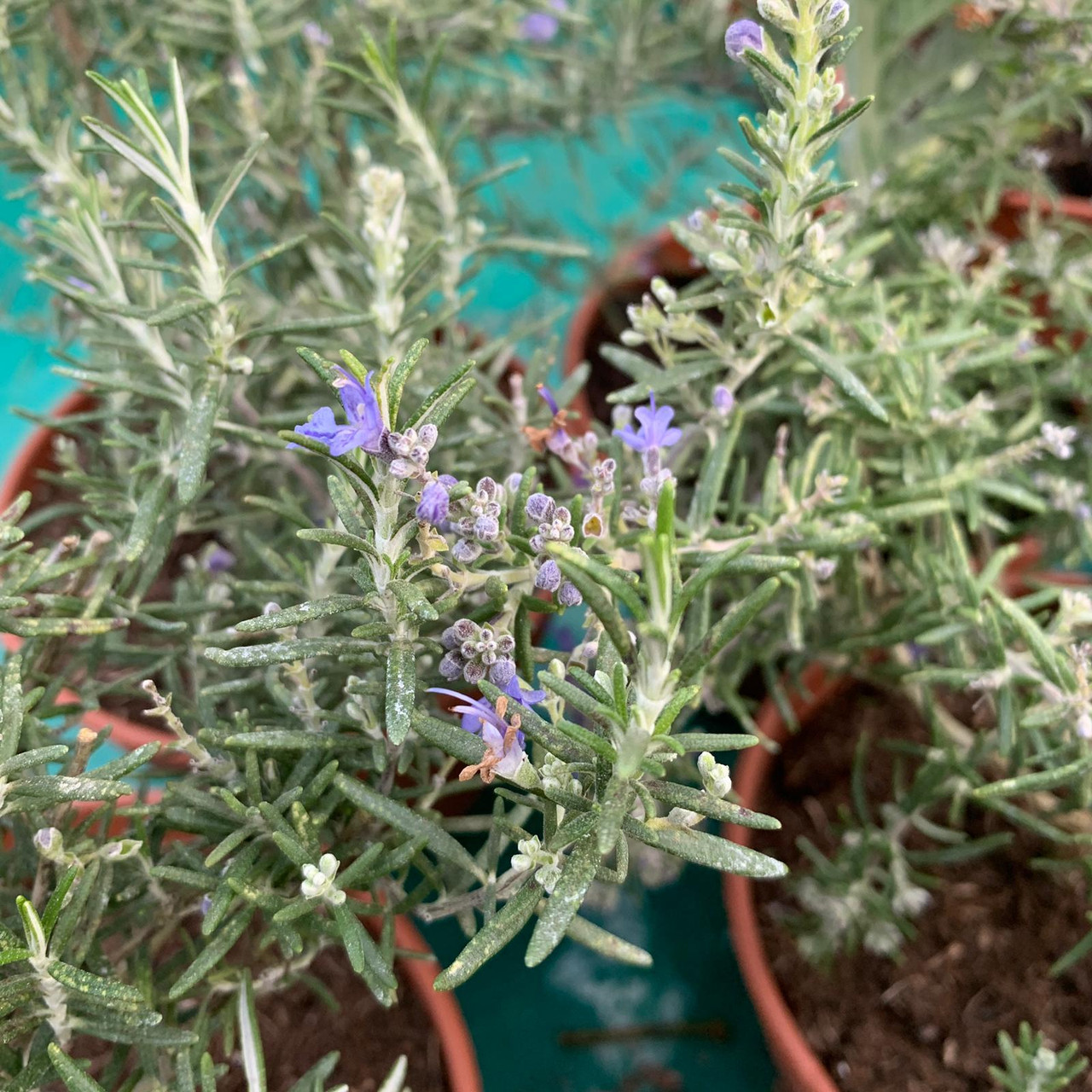 Rosemary Prostrate (14.5cm) Bunkers Hill Plant Nursery