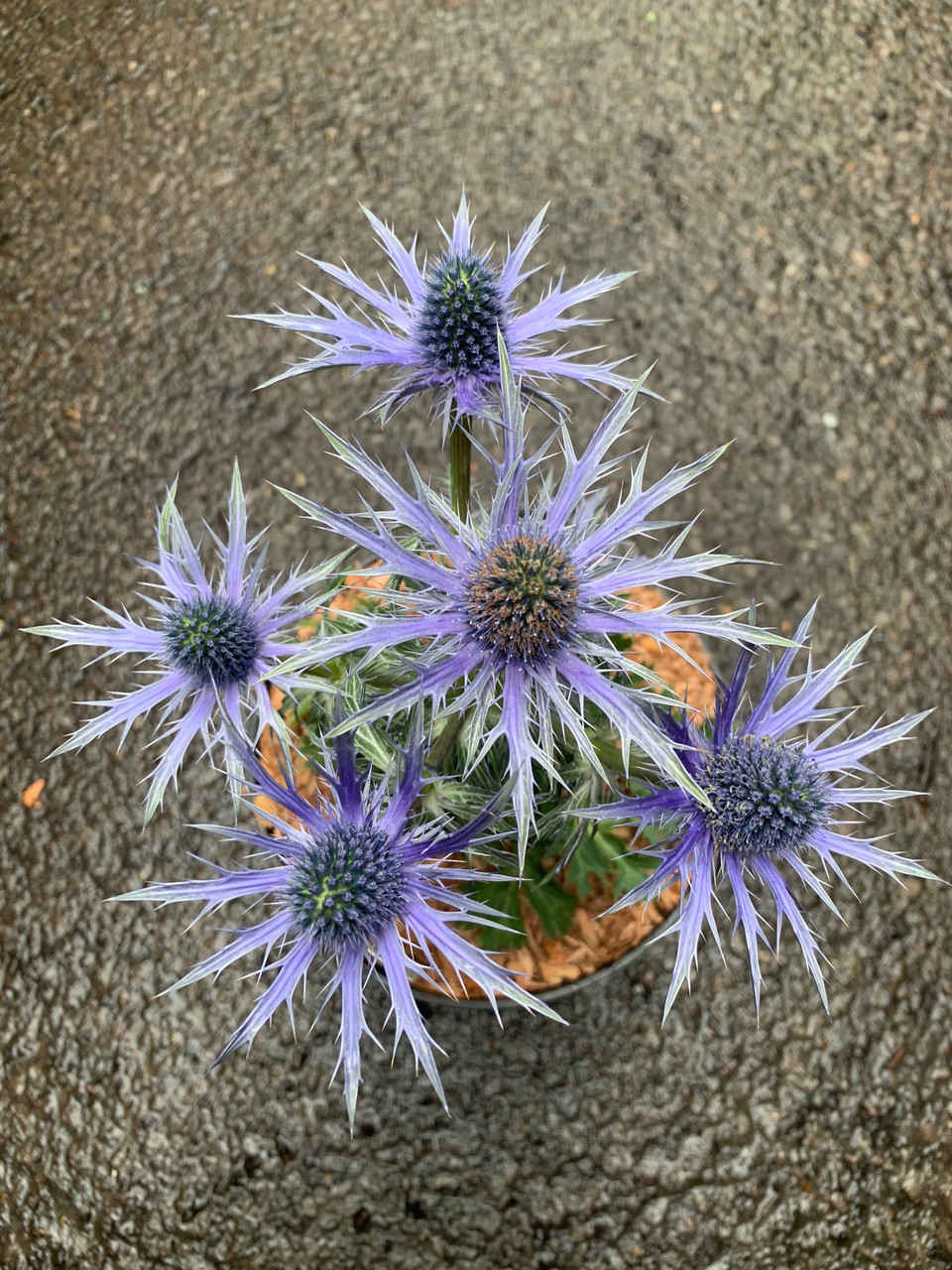 Eryngium 'Big Blue' 3ltr pot Bunkers Hill Plant Nursery