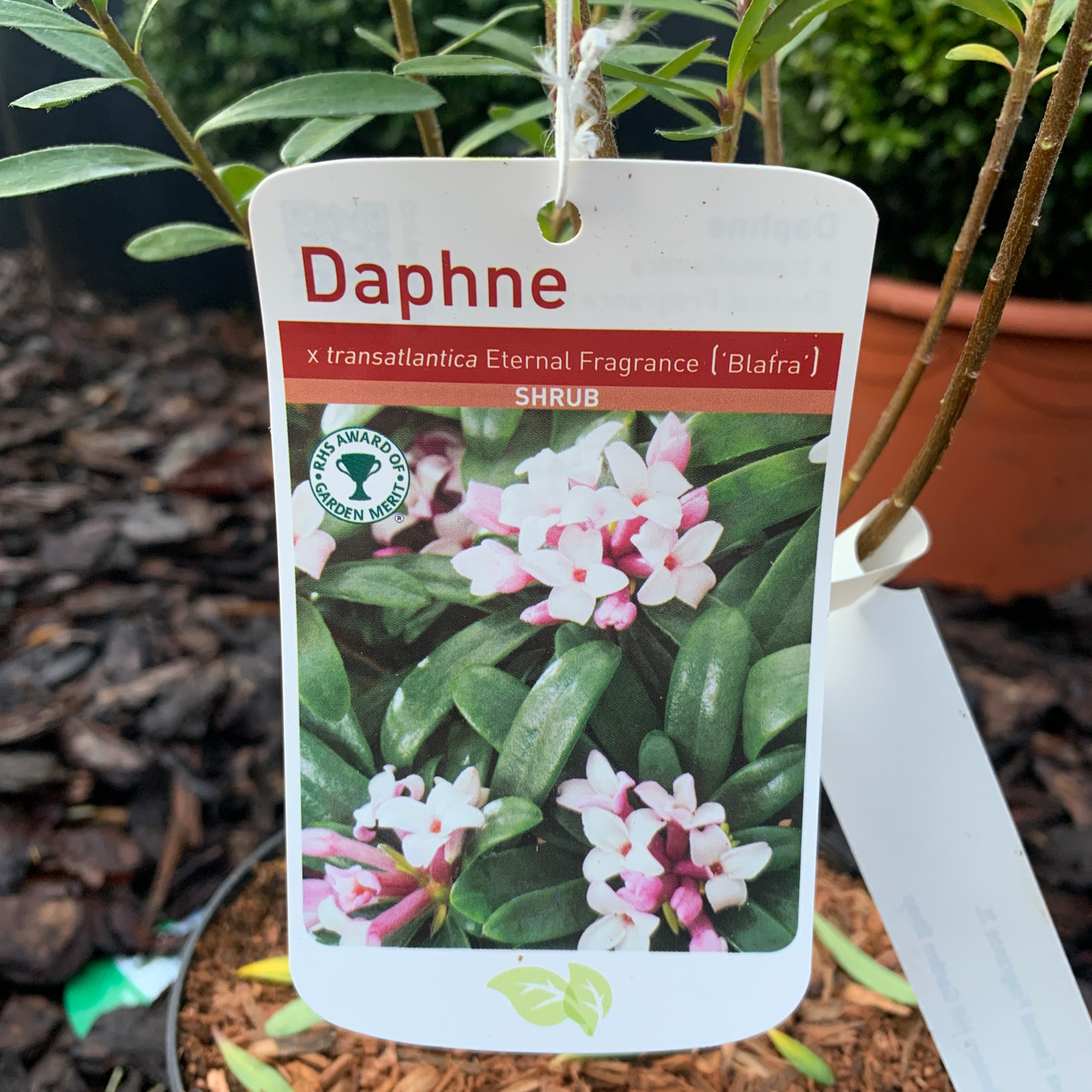 Daphne 'Pink Eternal Fragrance' 2ltr pot Bunkers Hill Plant Nursery