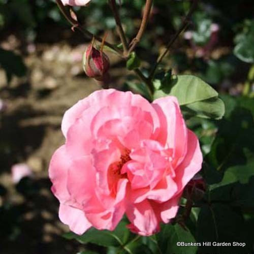 Queen Elizabeth Climbing Rose Bunkers Hill Plant Nursery